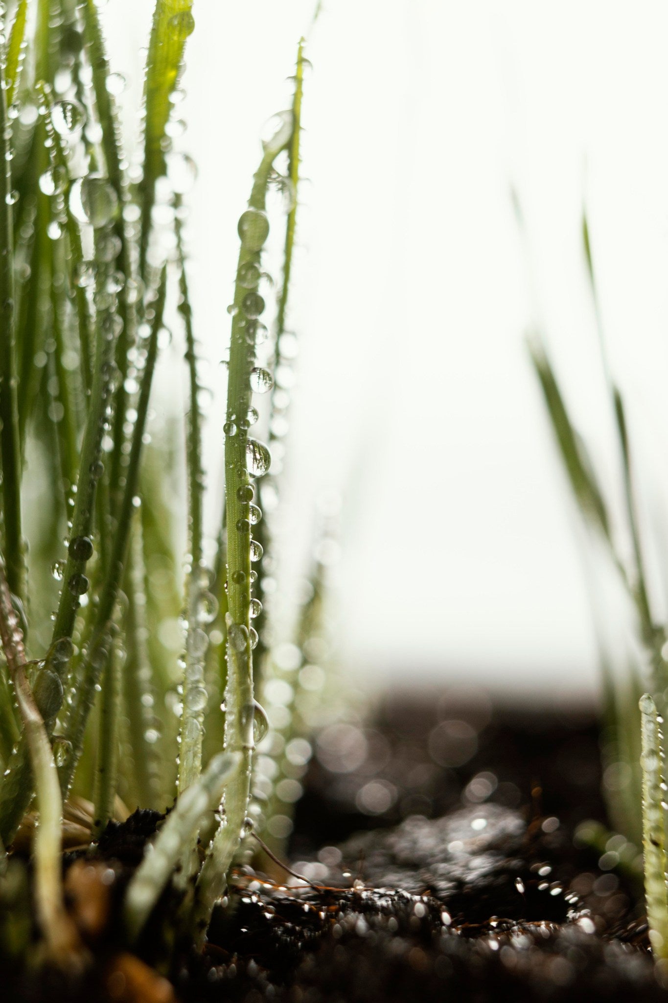 Irrigation