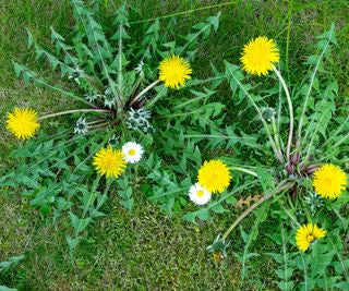 Weed Control